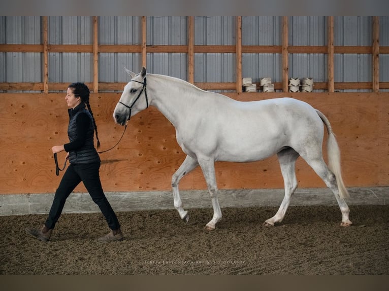 Lusitano Klacz 7 lat 157 cm Siwa in Québec