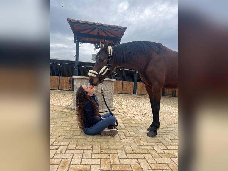 Lusitano Klacz 7 lat 160 cm Gniada in Martfeld