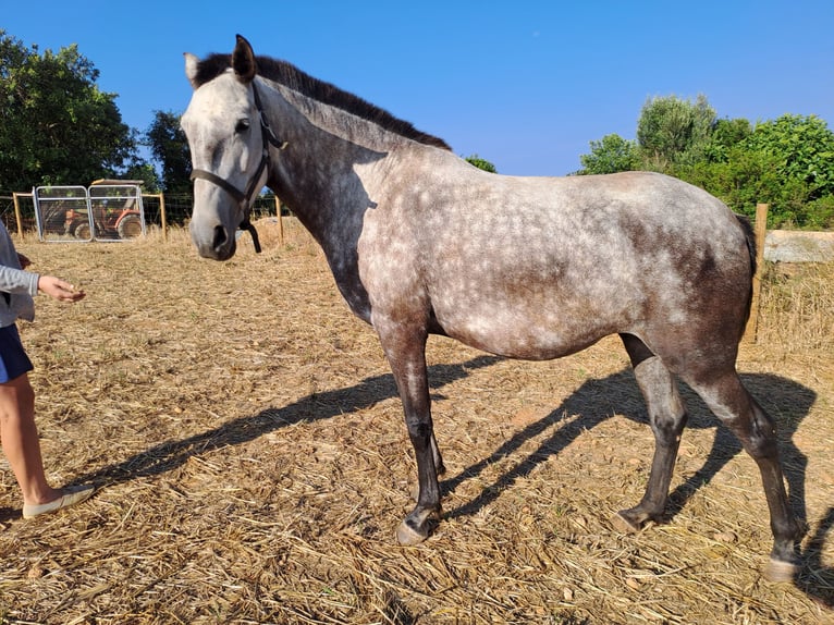 Lusitano Klacz 7 lat 160 cm Może być siwy in pera