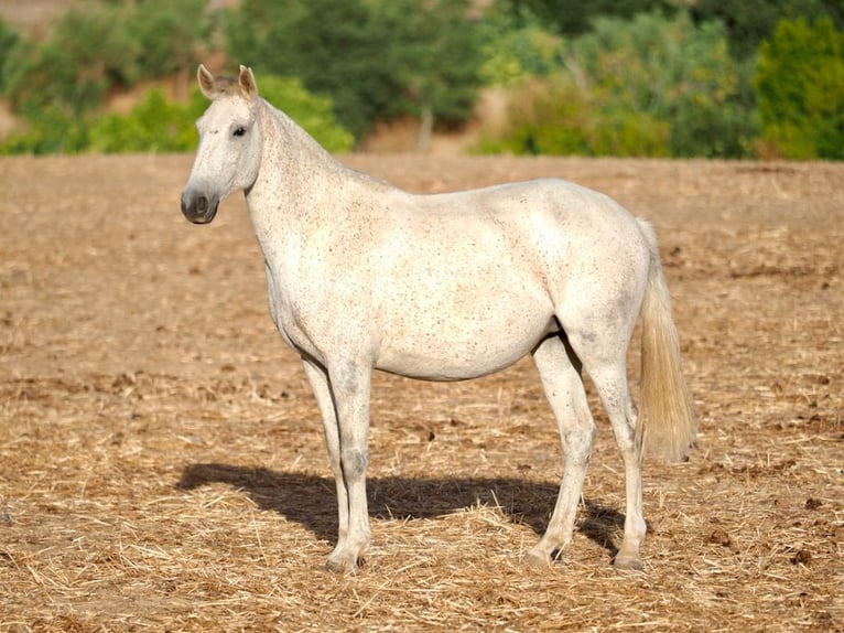 Lusitano Klacz 7 lat 161 cm Siwa in Navas Del Madroño