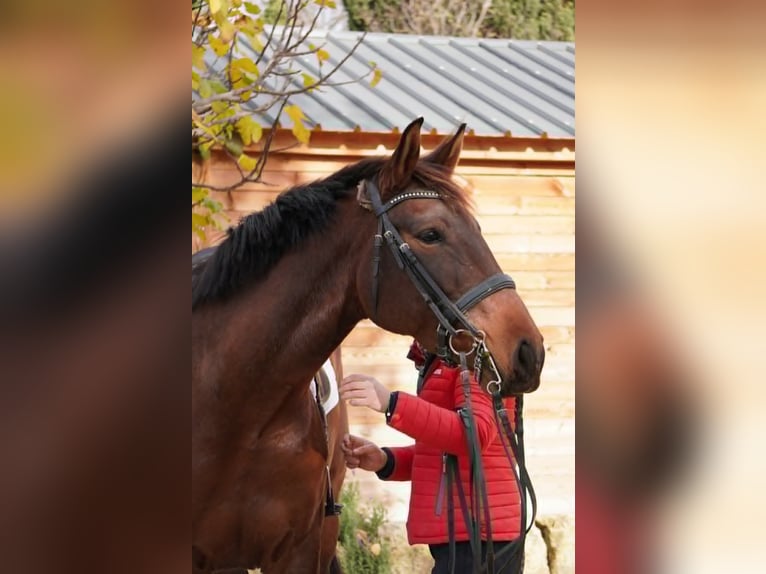 Lusitano Klacz 7 lat 167 cm in Aix en Provence