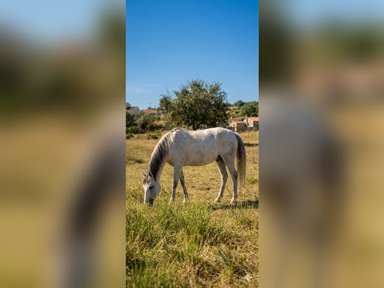 Lusitano Klacz 7 lat Biała in Terlamonte