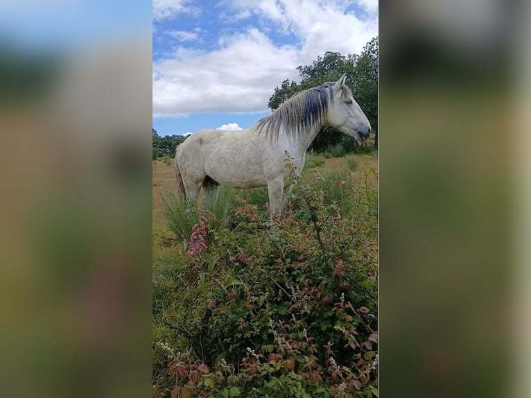 Lusitano Klacz 7 lat Biała in Terlamonte