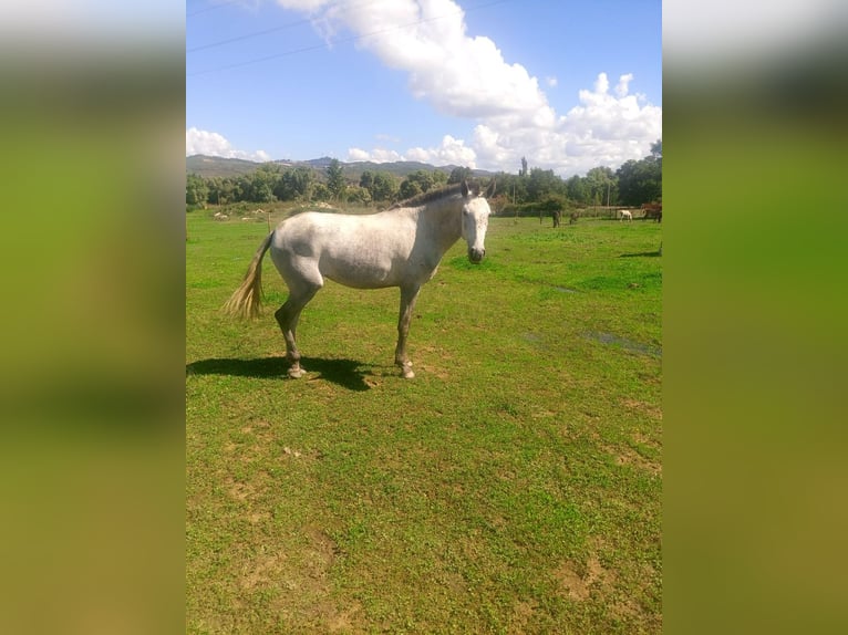 Lusitano Klacz 7 lat Siwa in Terlamonte