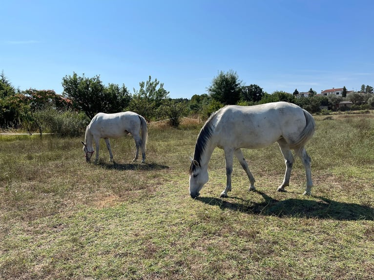 Lusitano Klacz 7 lat Siwa in Terlamonte