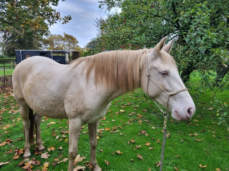Lusitano Klacz 8 lat 150 cm Perlino in Zenderen