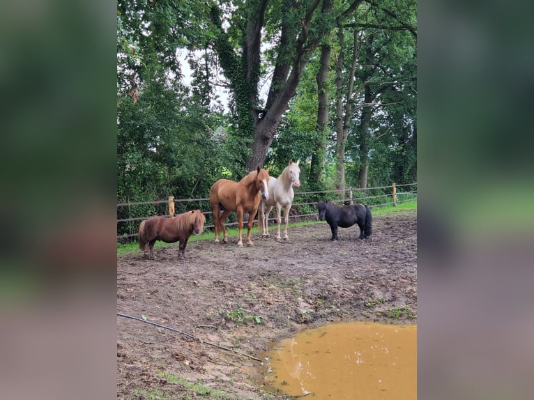 Lusitano Klacz 8 lat 150 cm Perlino in Zenderen