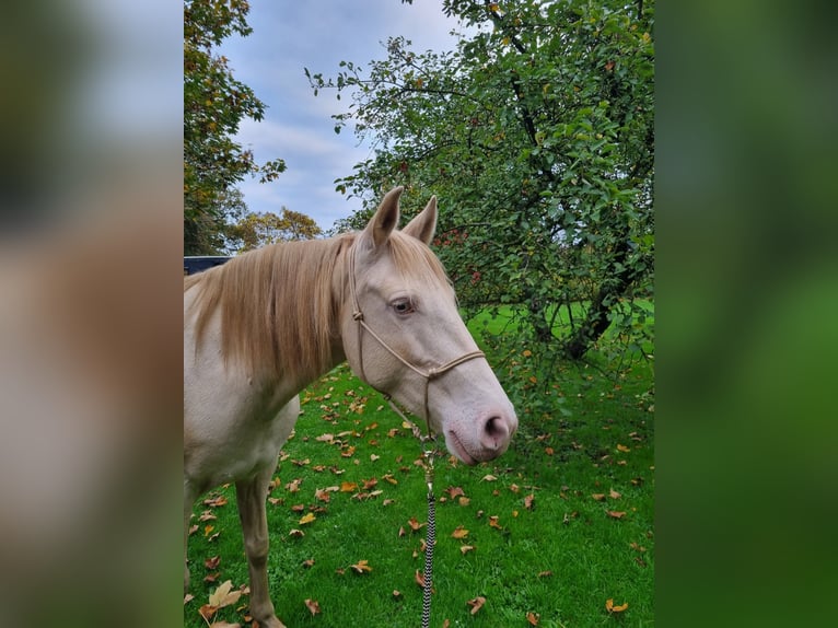 Lusitano Klacz 8 lat 150 cm Perlino in Zenderen