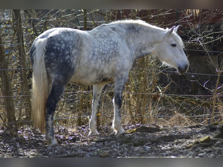 Lusitano Mix Klacz 8 lat 155 cm Siwa jabłkowita in Eggendorf im Thale