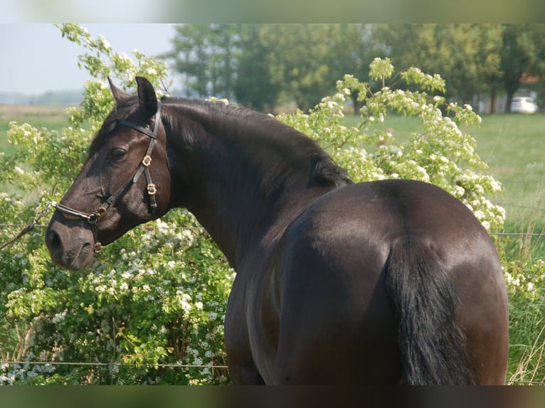 Lusitano Klacz 8 lat 160 cm Kara in Bredene