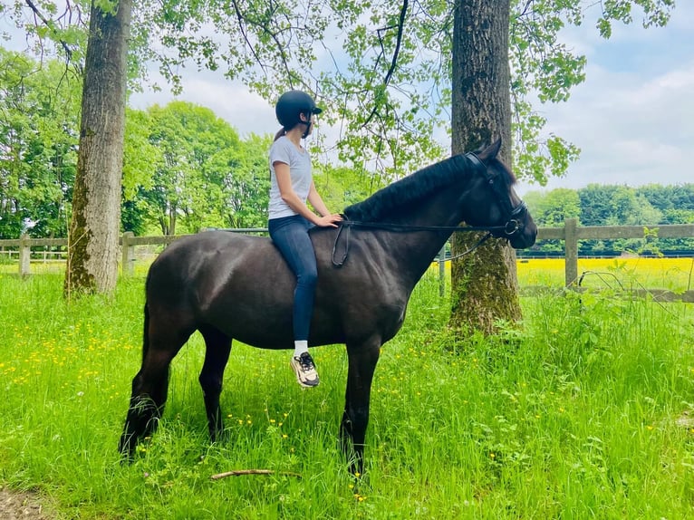 Lusitano Klacz 8 lat 160 cm Kara in Bredene