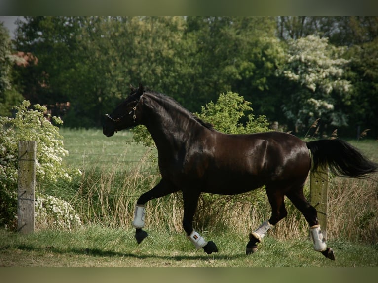 Lusitano Klacz 8 lat 160 cm Kara in Bredene