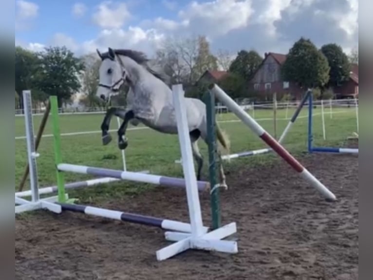 Lusitano Mix Klacz 8 lat 165 cm Siwa jabłkowita in Lippstadt