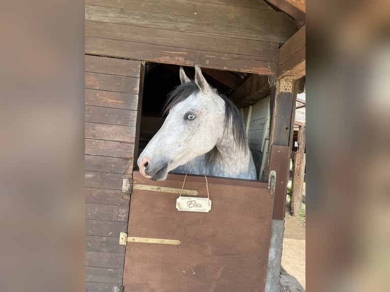 Lusitano Mix Klacz 8 lat 165 cm Siwa jabłkowita in Lippstadt