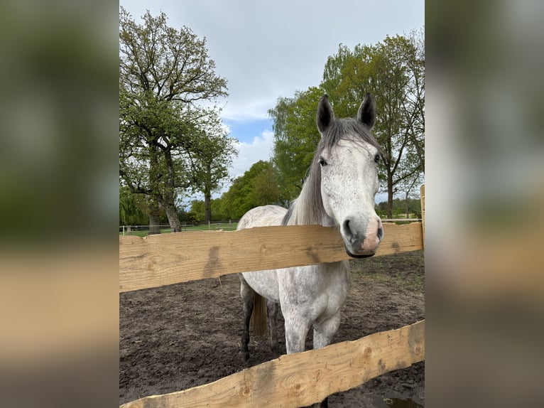 Lusitano Mix Klacz 8 lat 165 cm Siwa jabłkowita in Lippstadt
