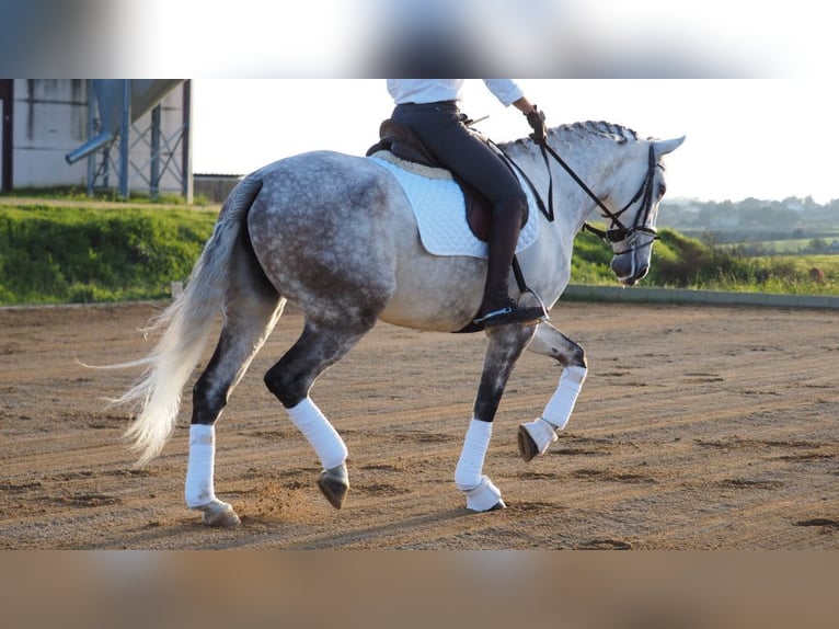 Lusitano Klacz 8 lat 167 cm Siwa in NAVAS DEL MADRONO