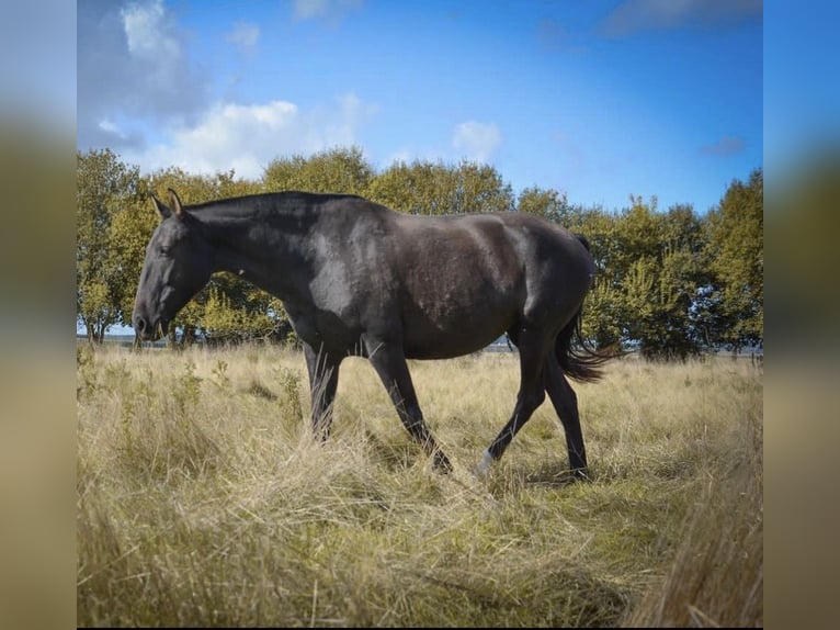 Lusitano Klacz 8 lat Kara in Latina