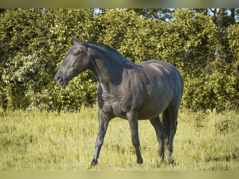 Lusitano Klacz 8 lat Kara in Latina