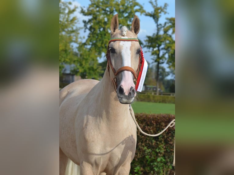 Lusitano Klacz 9 lat 161 cm Izabelowata in Nieuw-Vennep