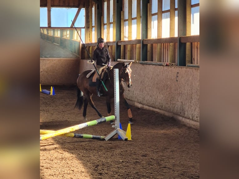 Lusitano Klacz 9 lat 164 cm Gniada in Leogang