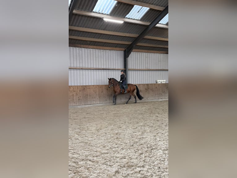 Lusitano Klacz 9 lat 165 cm Gniada in Bergen op Zoom