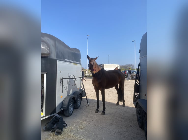 Lusitano Klacz 9 lat 165 cm Gniada in Bergen op Zoom