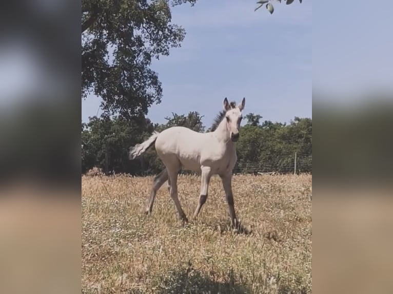 Lusitano Mix Klacz Źrebak (04/2026) 110 cm Gniada in Alentejo vendas novas