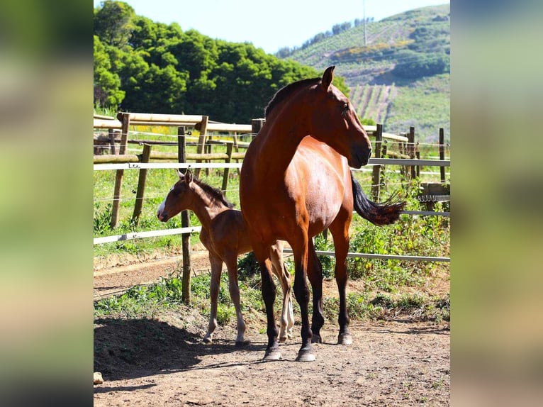 Lusitano Klacz Źrebak (04/2024) 125 cm Gniada in Brenthonne