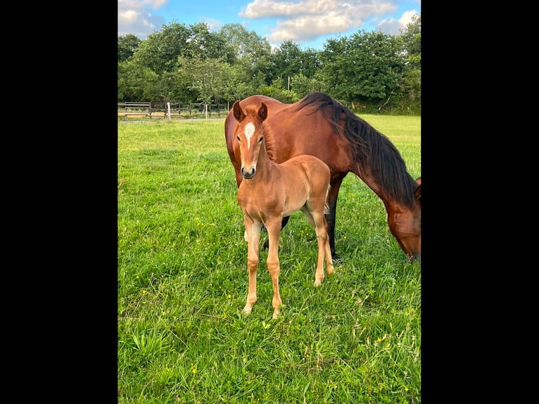 Lusitano Klacz Źrebak (05/2026) 130 cm Kasztanowata in Sucé sur Erdre