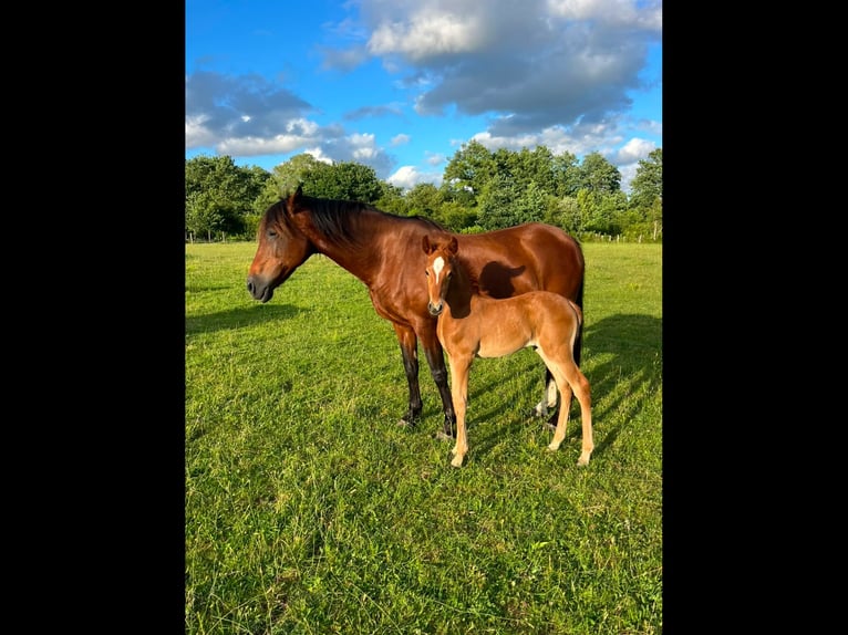 Lusitano Klacz Źrebak (05/2026) 130 cm Kasztanowata in Sucé sur Erdre