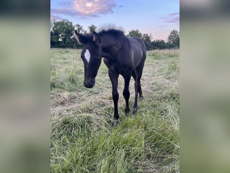 Lusitano Klacz Źrebak (06/2024) 155 cm Formy Brown Falb in Thouare sur Loire