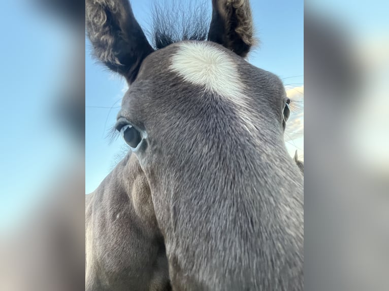 Lusitano Klacz Źrebak (06/2024) 155 cm Formy Brown Falb in Thouare sur Loire