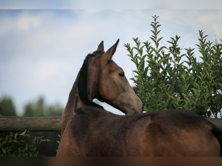 Lusitano Klacz Źrebak (03/2024) 159 cm Jelenia in Rio Maior