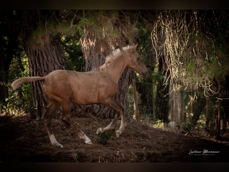 Lusitano Klacz Źrebak (04/2024) 163 cm Izabelowata in Rio Maior