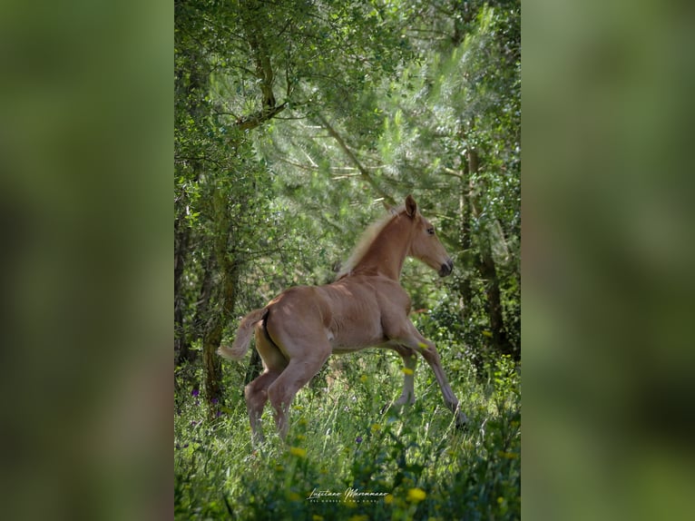 Lusitano Klacz Źrebak (04/2024) 163 cm Izabelowata in Rio Maior