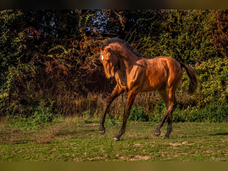Lusitano Klacz Źrebak (05/2025) 164 cm Gniada in Saint Vaast