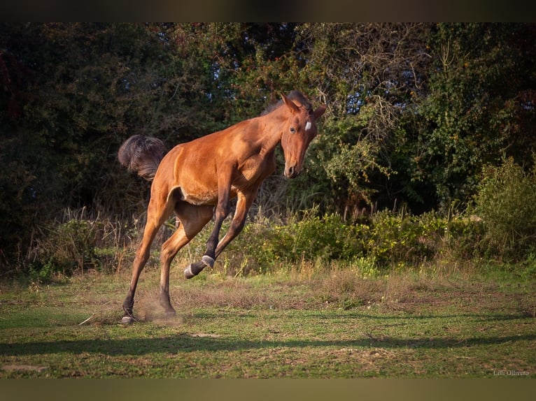 Lusitano Klacz Źrebak (05/2025) 164 cm Gniada in Saint Vaast