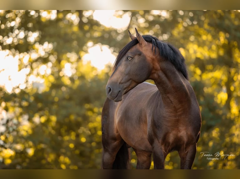 Lusitano Klacz Źrebak (08/2025) 164 cm Gniada in Cul-des-Sarts