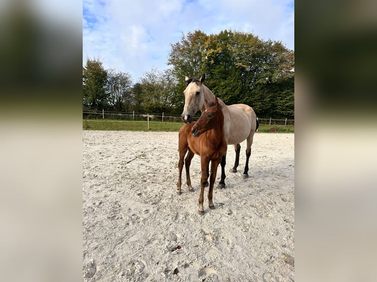 Lusitano Klacz Źrebak (08/2025) 164 cm Gniada in Cul-des-Sarts