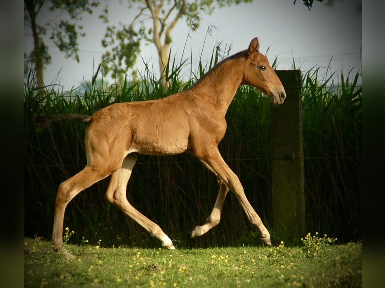 Lusitano Klacz Źrebak (04/2026) 165 cm Gniada in Bredene