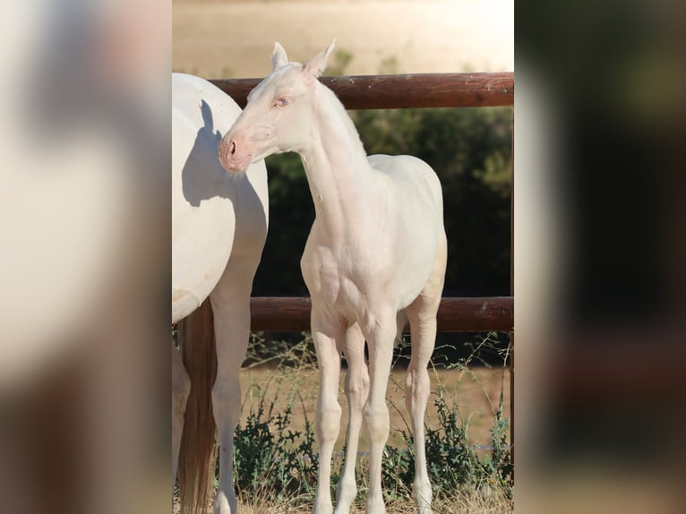 Lusitano Klacz Źrebak (04/2026) Cremello in Grury