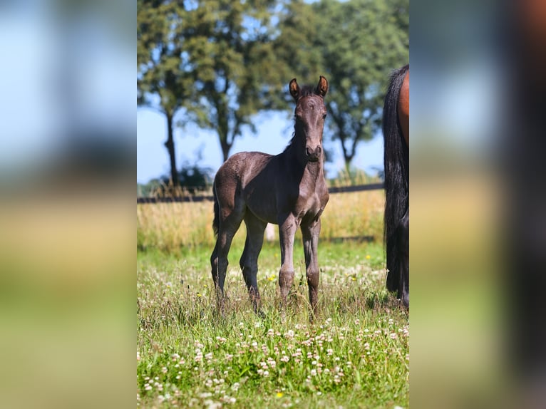 Lusitano Klacz Źrebak (06/2024) Kara in Mussel