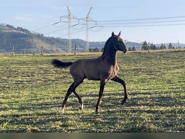 Lusitano Klacz Źrebak (01/2024) Może być siwy in Czech republic, Jablunkov