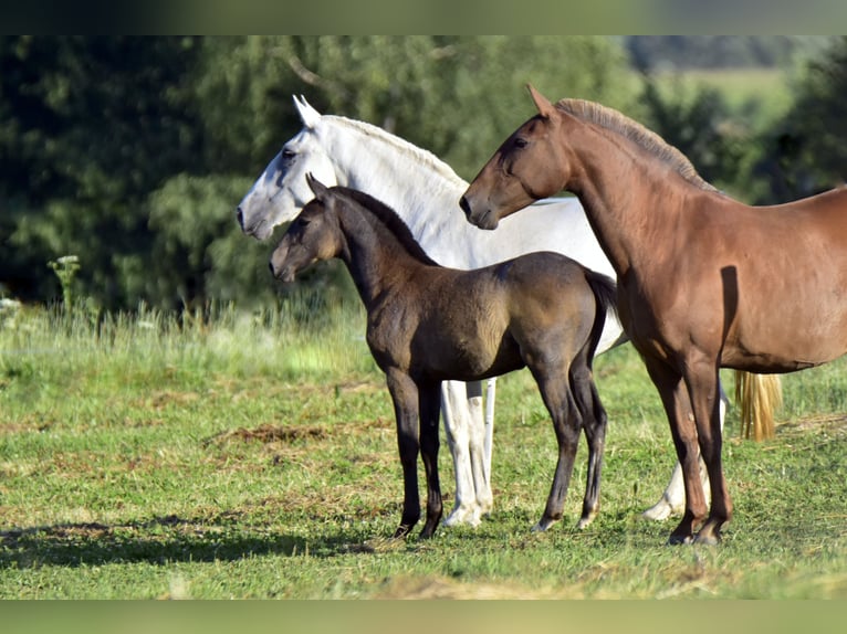 Lusitano Klacz Źrebak (01/2024) Może być siwy in Czech republic, Jablunkov