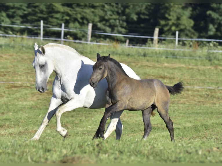 Lusitano Klacz Źrebak (01/2024) Może być siwy in Czech republic, Jablunkov