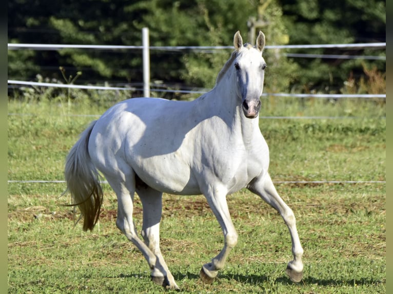 Lusitano Klacz Źrebak (01/2024) Może być siwy in Czech republic, Jablunkov