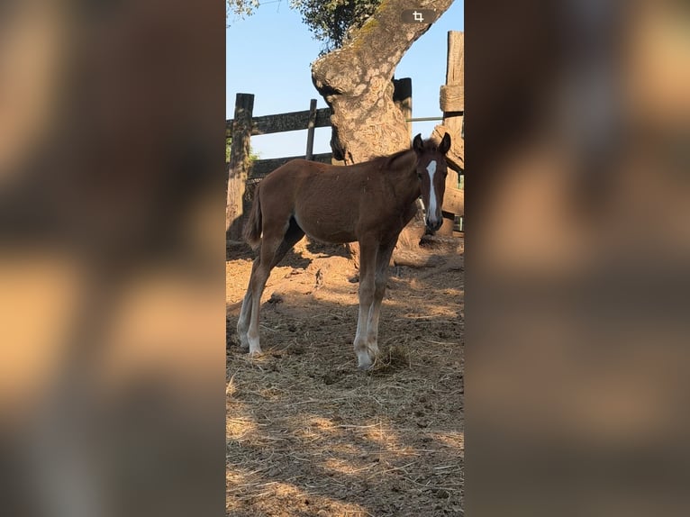 Lusitano Klacz Źrebak (03/2026)  in Vila Viçosa