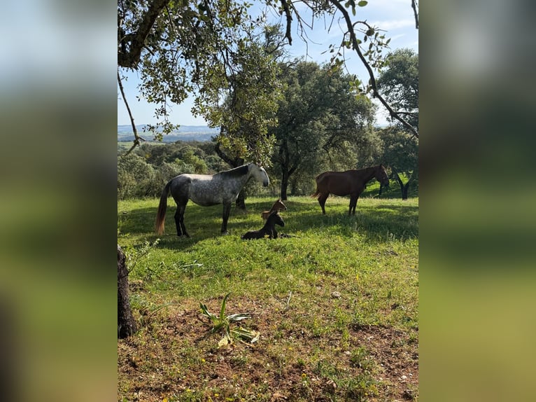 Lusitano Klacz Źrebak (03/2026)  in Vila Viçosa