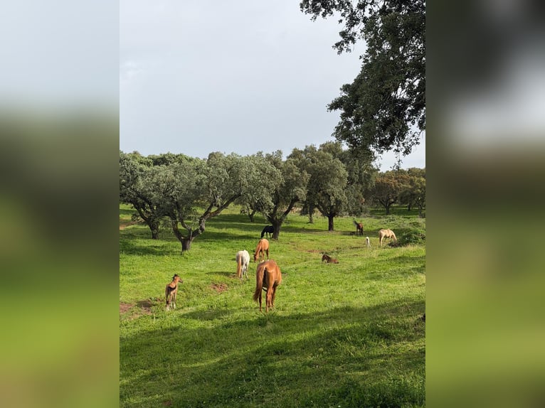 Lusitano Klacz Źrebak (03/2026)  in Vila Viçosa