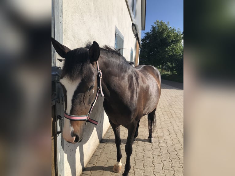 Lusitano Mix Mare 10 years 14,2 hh Brown in Oberursel